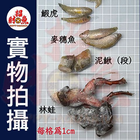 4164-伯洋冷凍餌料-實物拍攝