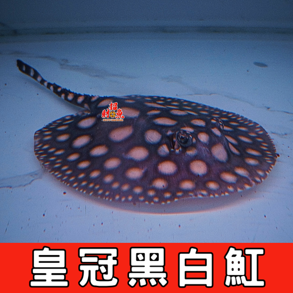皇冠黑白魟