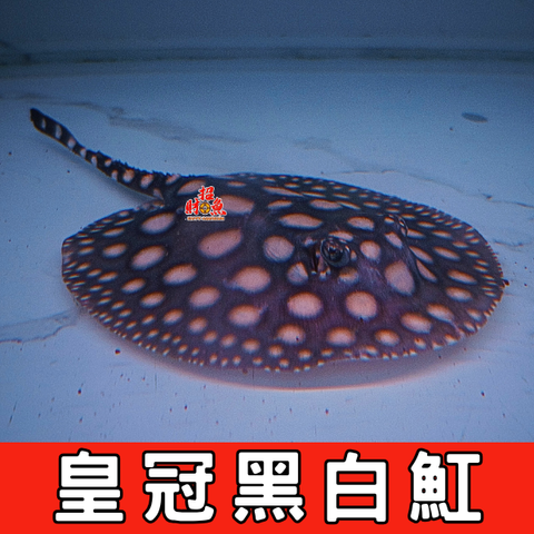 皇冠黑白魟