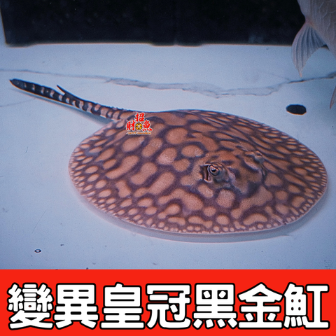 變異皇冠黑金魟