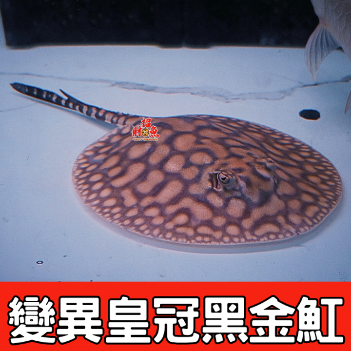 變異皇冠黑金魟