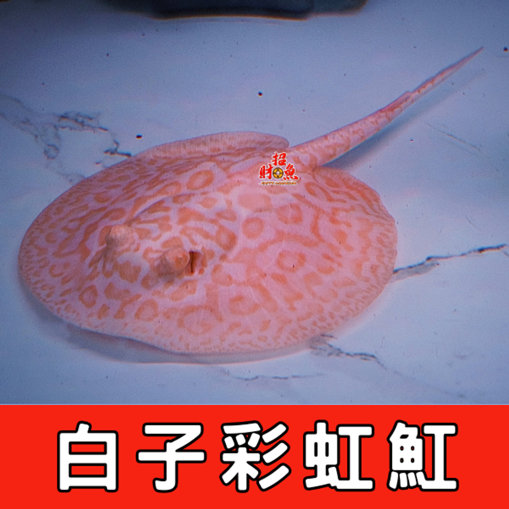 白子彩虹魟