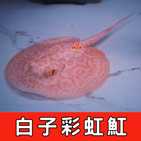 白子彩虹魟