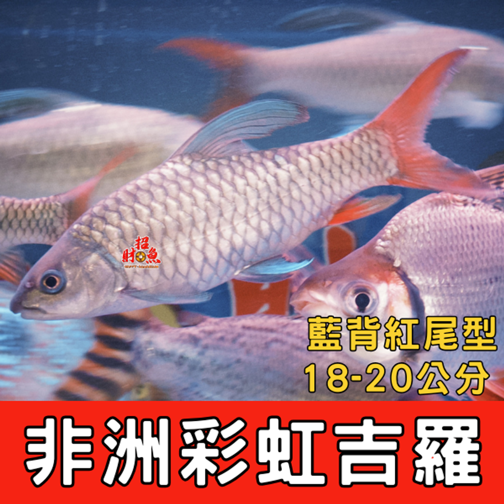 非洲彩虹吉羅