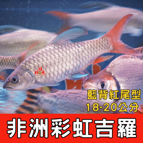 非洲彩虹吉羅