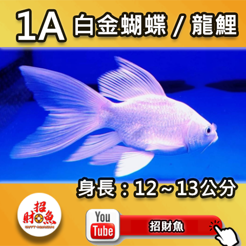 E01-1A 白金蝴蝶_龍鯉-2