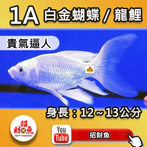 E01-1A 白金蝴蝶_龍鯉-1