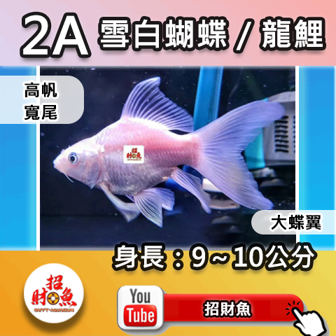 E01-2A 雪白蝴蝶_龍鯉-9~10-2