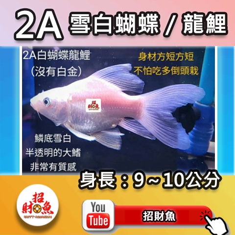 E01-2A 雪白蝴蝶_龍鯉-9~10-1
