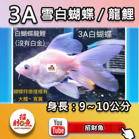 E01-3A 雪白蝴蝶_龍鯉-9~10-1