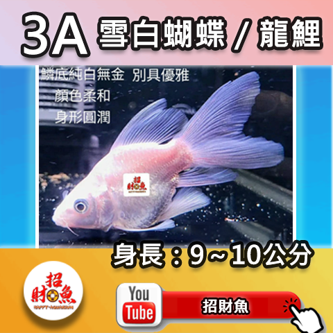 E01-3A 雪白蝴蝶_龍鯉-9~10-2