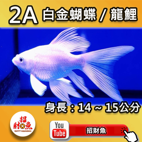 G01-2A 白金蝴蝶_龍鯉-12~13-2