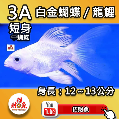G01-3A 白金蝴蝶_龍鯉-9~10 (1)