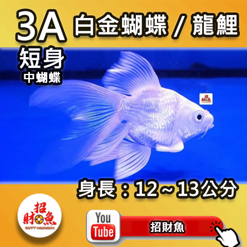 G01-3A 白金蝴蝶_龍鯉-9~10 (2)