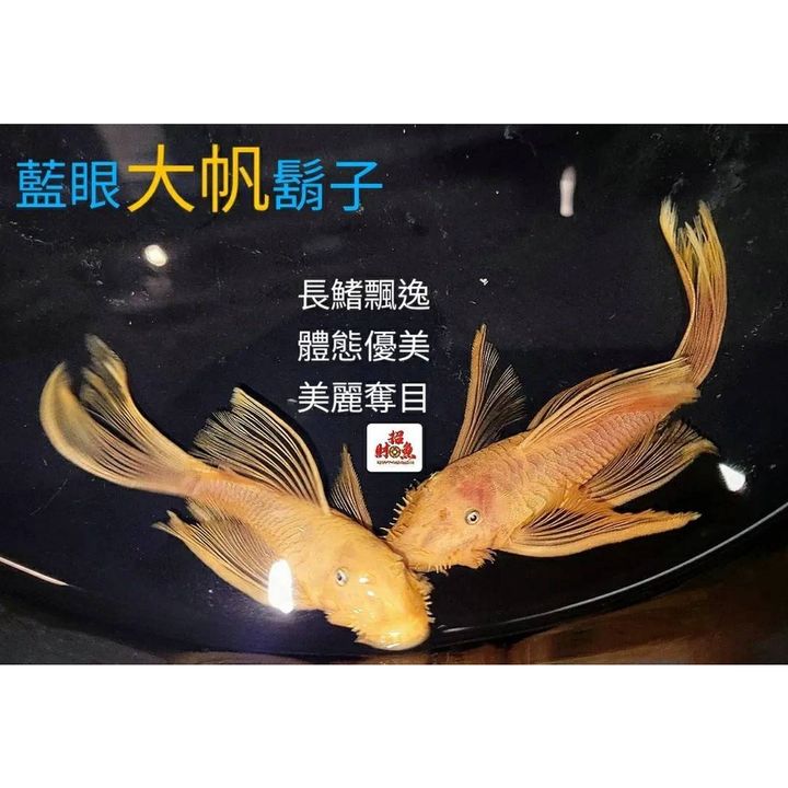 sg-11134201-22120-8h7ifpp3fflvd0