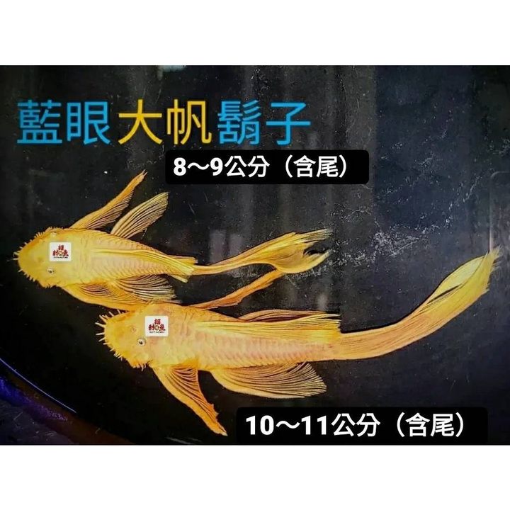 sg-11134201-22120-sszjvop3fflv98