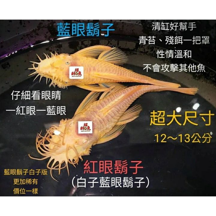 sg-11134201-22120-lzy0pat3fflv8b