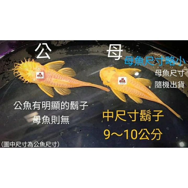 sg-11134201-22120-zjec39s3fflv29