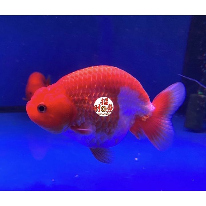 sg-11134201-22120-o20y018svjkv42