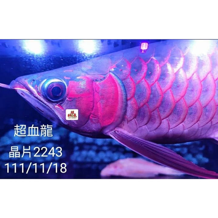 sg-11134201-22110-49o8eo3yj5jv93