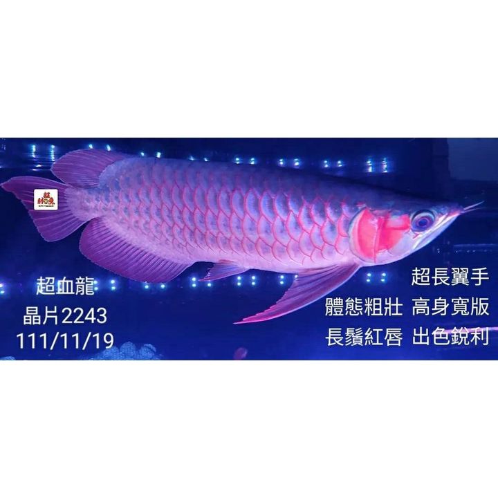 sg-11134201-22110-qz6cnl3yj5jvc8