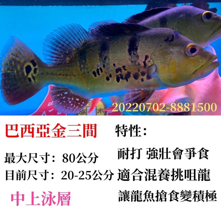 a87663fb410c25aa65903b8dd44b815b