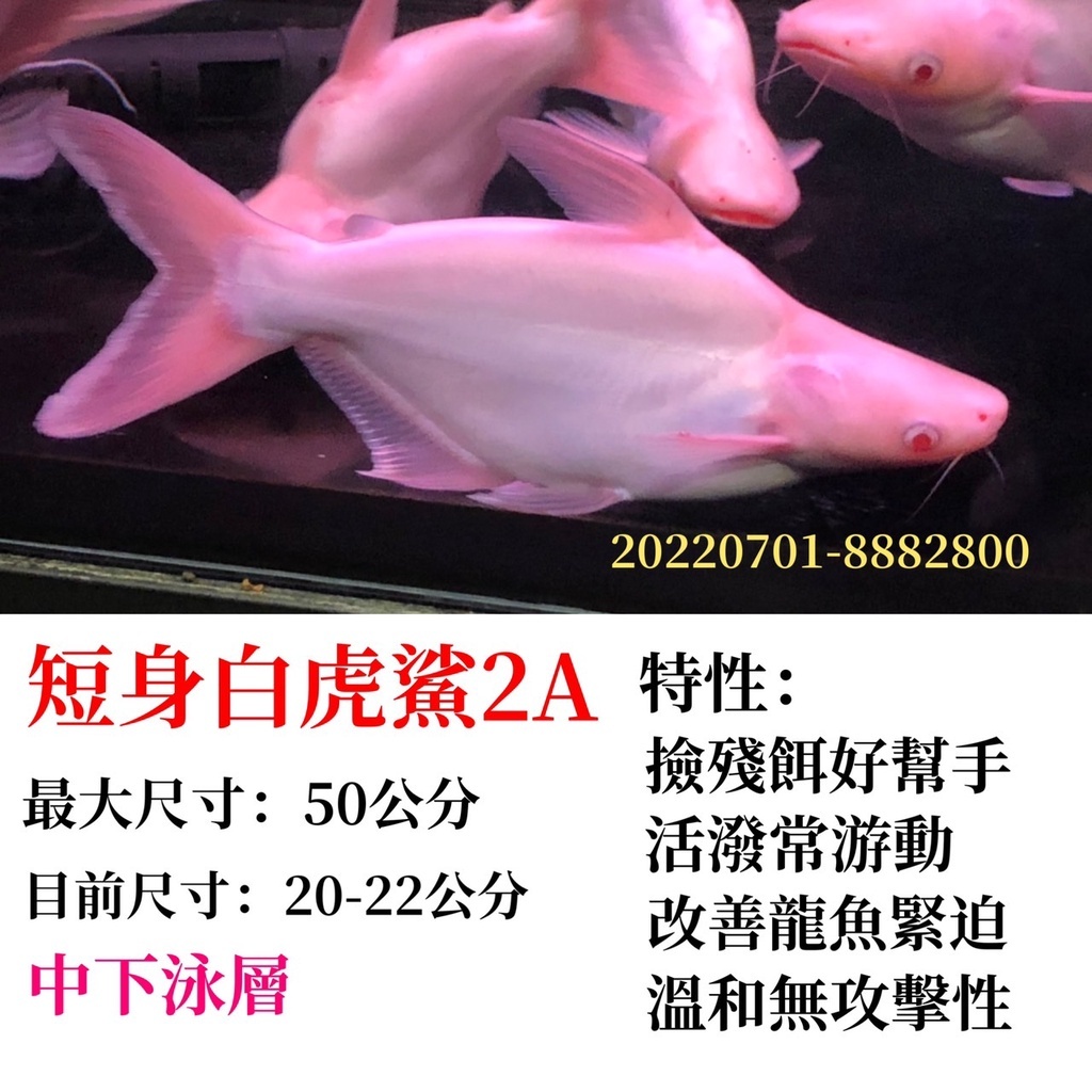 龍魚缸友】短身大白鯊-2A – 招財魚水族精品
