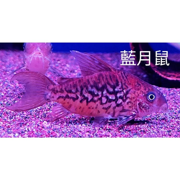 sg-11134201-22090-zk7wr9yd7yhv7b