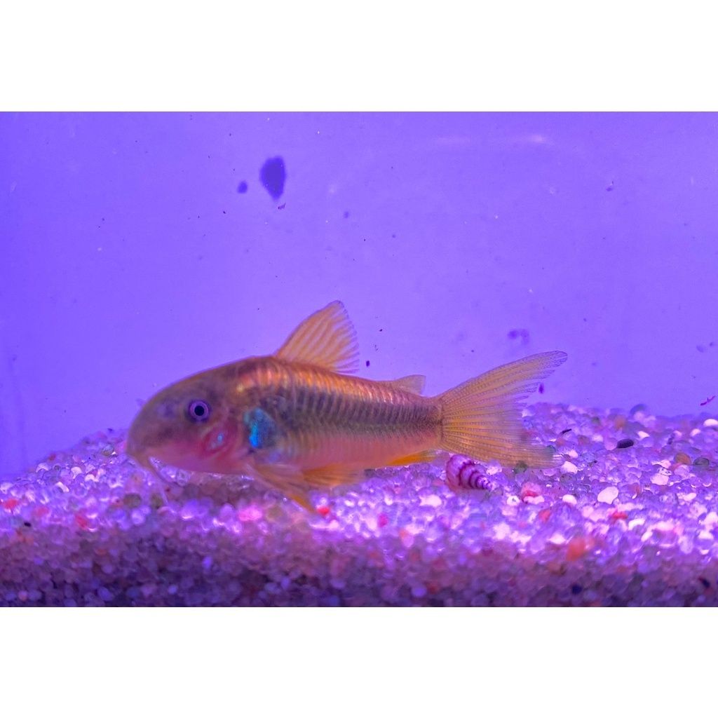 sg-11134201-22090-f6cg1wmcq1hv26