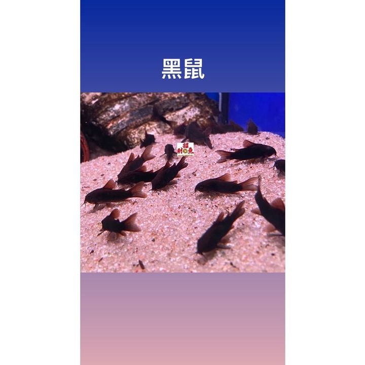 5e1058b1f22a4820fd577f37ac4ee138