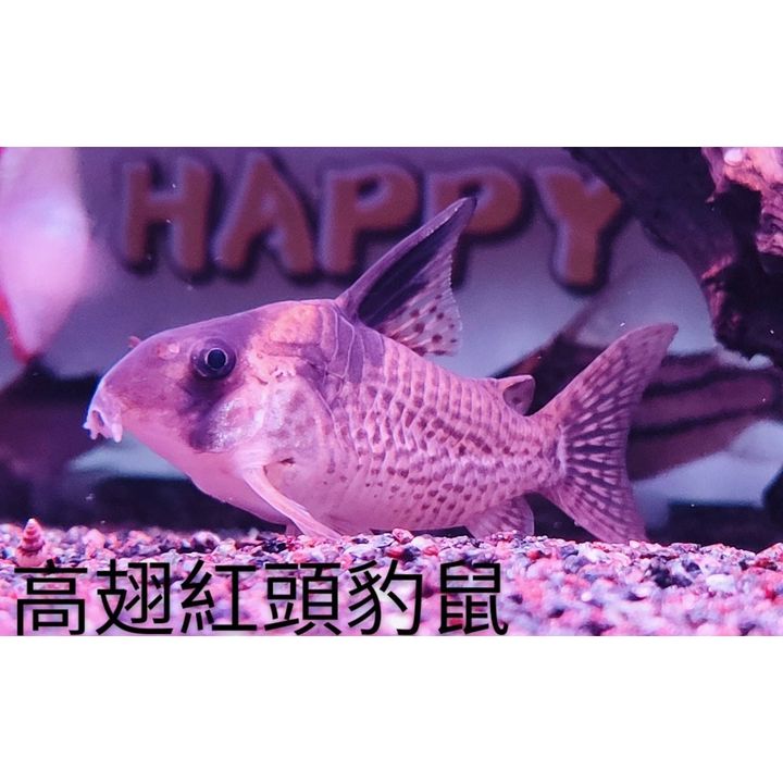 sg-11134201-22090-y5hbao2g7yhv18