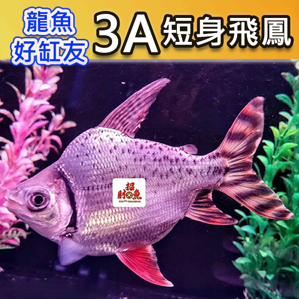 G05-龍魚缸友-3A短身飛鳳-1