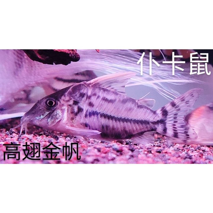52794350