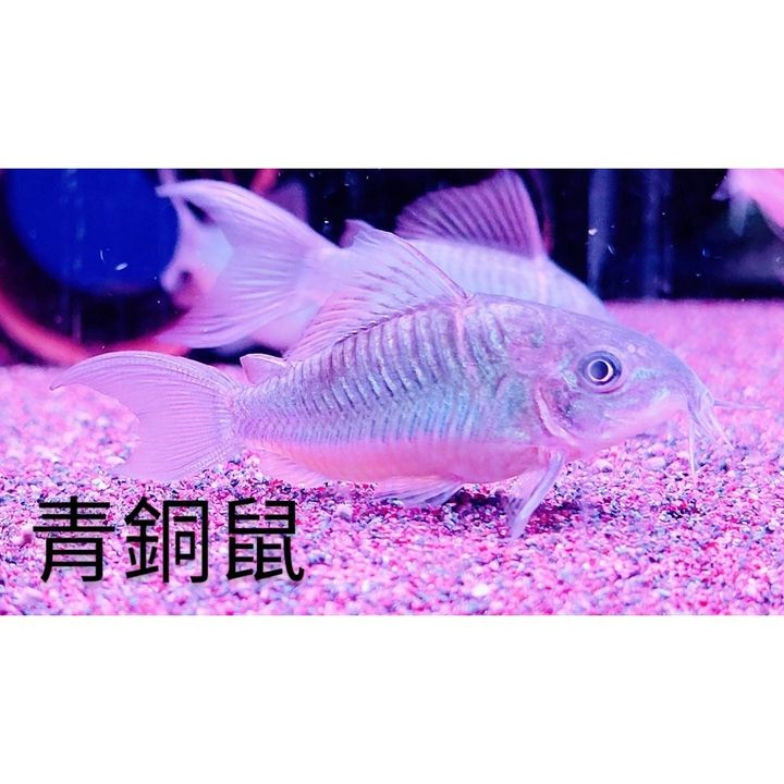 sg-11134201-22090-u0icmm2g7yhv5f