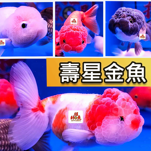 C02-金魚-壽星金魚-01