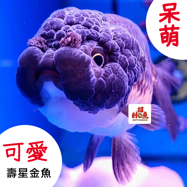 C02-金魚-壽星金魚-06
