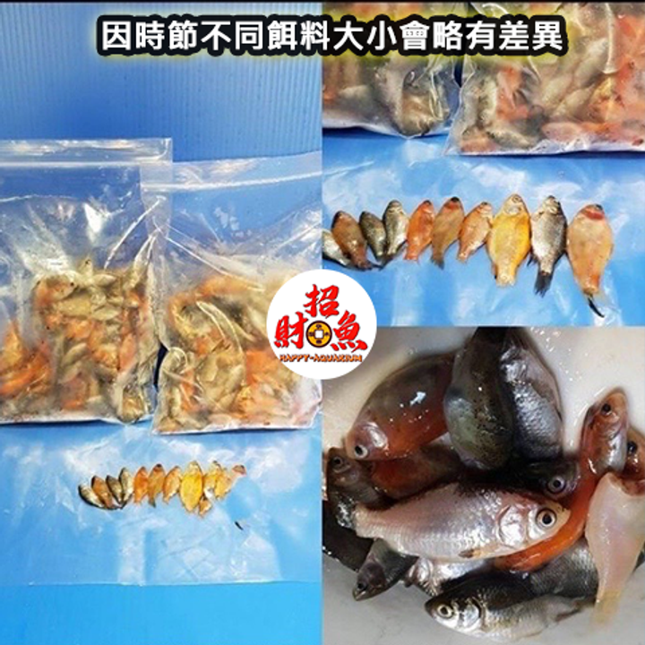 冷凍餌料-朱文錦