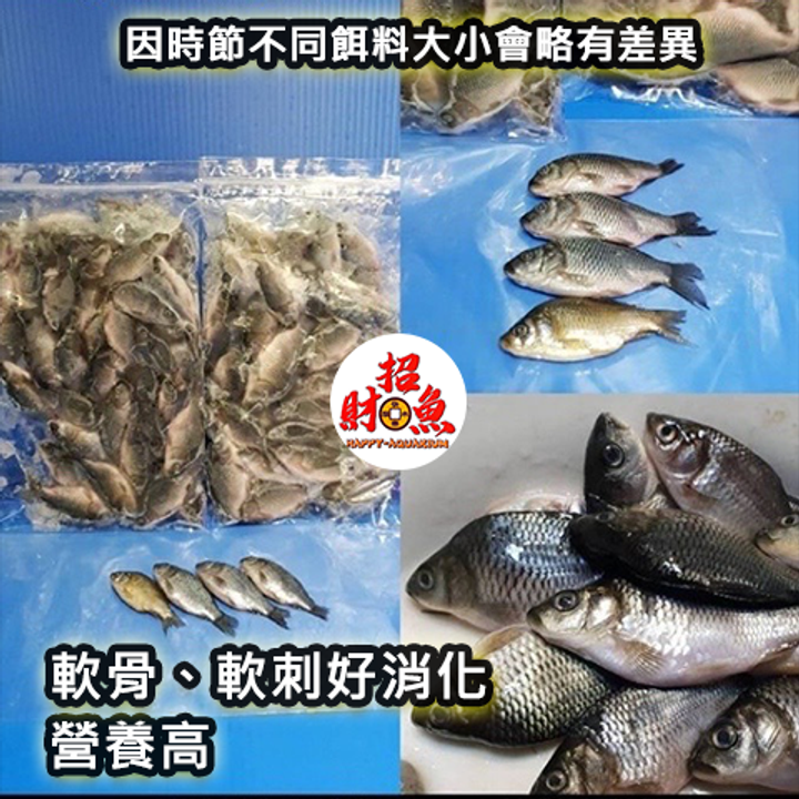 冷凍餌料-呆阿魚