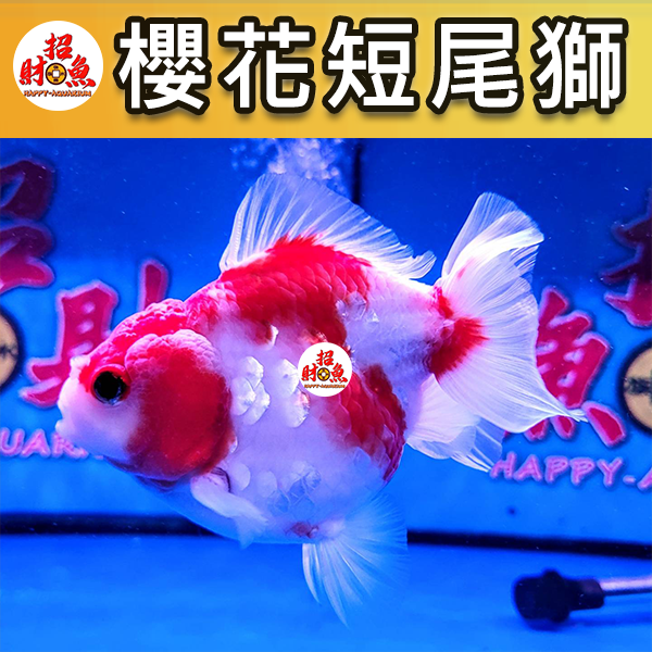 C03-金魚-櫻花短尾獅-1