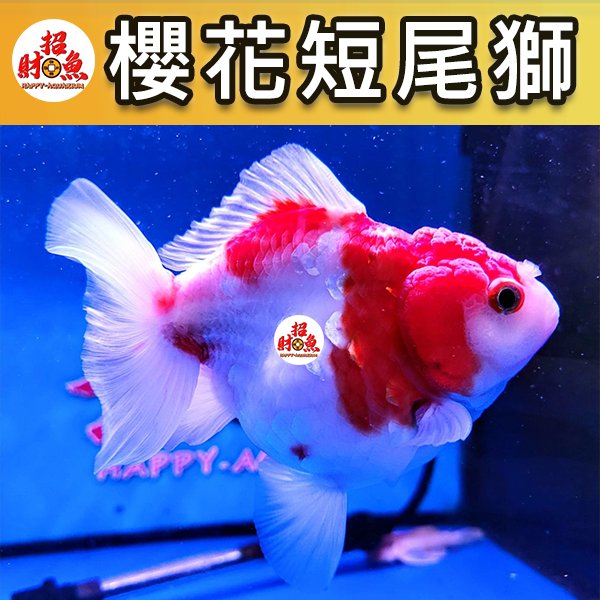 C03-金魚-櫻花短尾獅-2