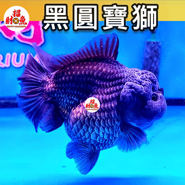 C04-金魚-黑圓寶獅-2