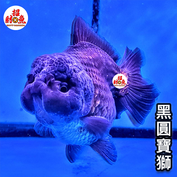C04-金魚-黑圓寶獅-4