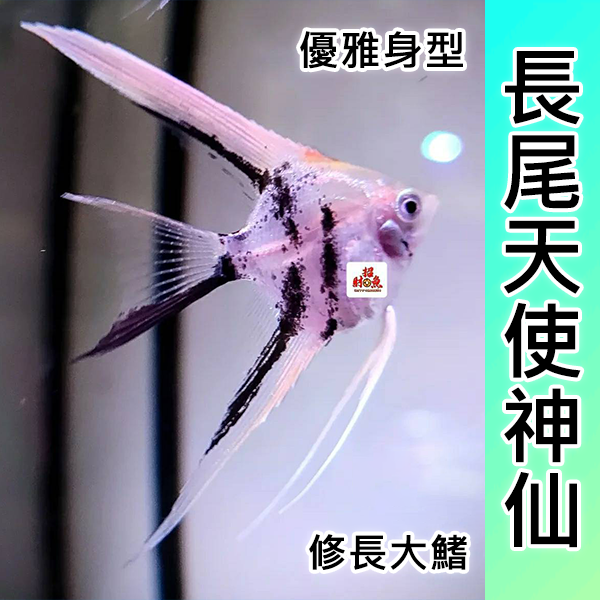 長尾天使神仙-1