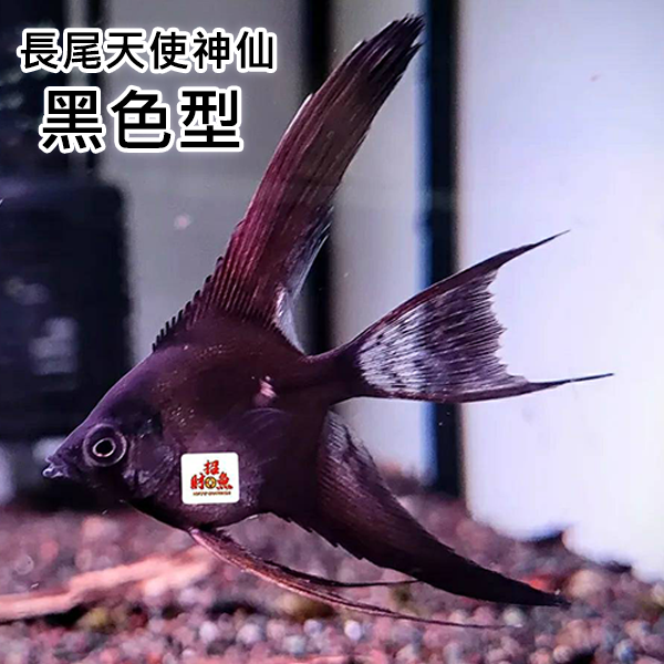 長尾天使神仙-5