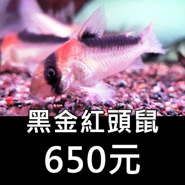 黑金紅頭鼠