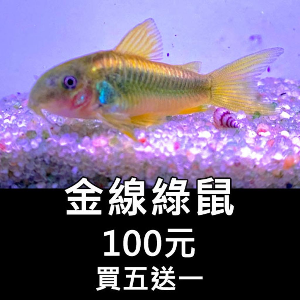 黑箭斜紋鼠