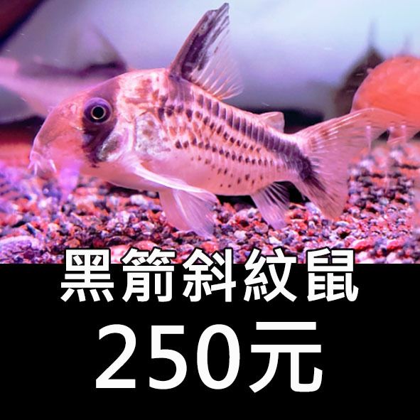 黑箭斜紋鼠