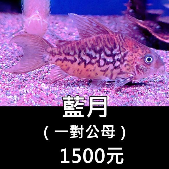 藍月