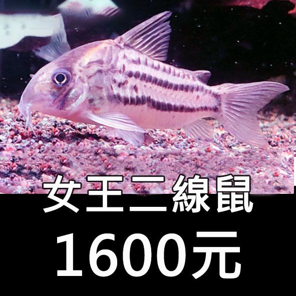 女王二線鼠