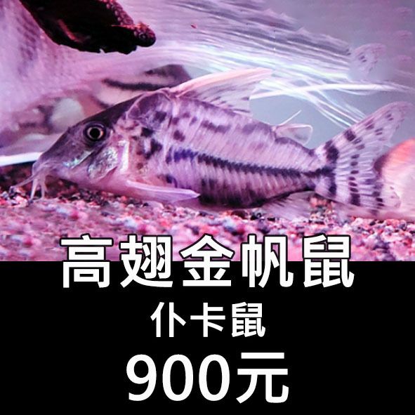高翅金帆鼠(仆卡鼠)